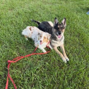 BayardKennel Gallery (1) two dogs laying down in the grass