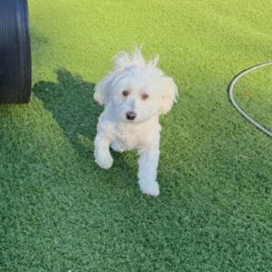 BayardKennel Gallery (2) small white dog playing outside