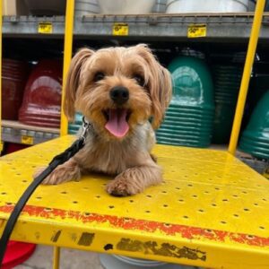 BayardKennel Gallery (4) dog sitting on a table