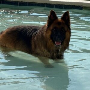 BayardKennel Gallery (5) large german shepherd standing in a pool