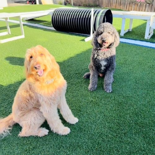 two dogs sitting outside during doggie daycare